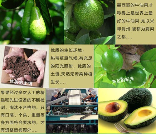 秘魯牛油果蛇口港進(jìn)口清關(guān)申報需要哪些資料

